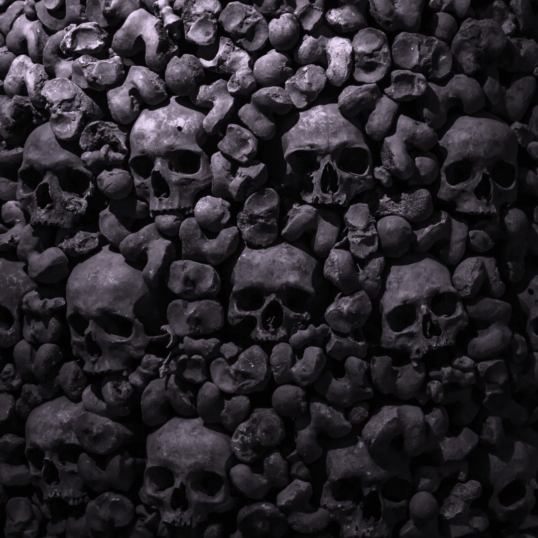 The Calcium Collection - Women